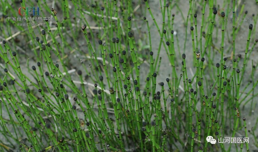 Bencao Gangmu: Mù Zéi (Equisetum) Overview and Applications