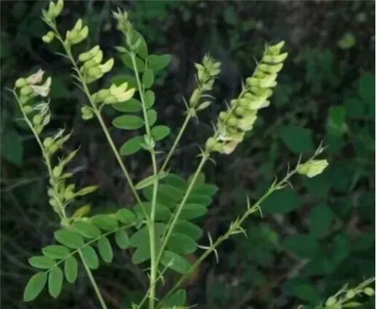 Huang Qi (Astragalus): A Comprehensive Overview