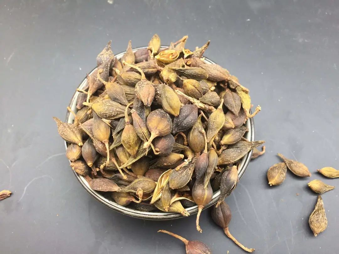Understanding Chinese Herbal Medicine: The Many Benefits of Forsythia, Dissolving Nodules and Reducing Swelling, Clearing Heat and Promoting Diuresis!