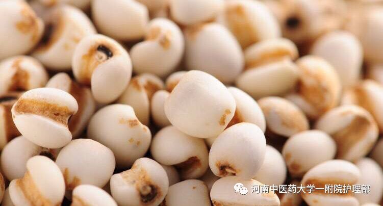 Coix Seed: A Premium Diuretic and Anti-Cancer Herb