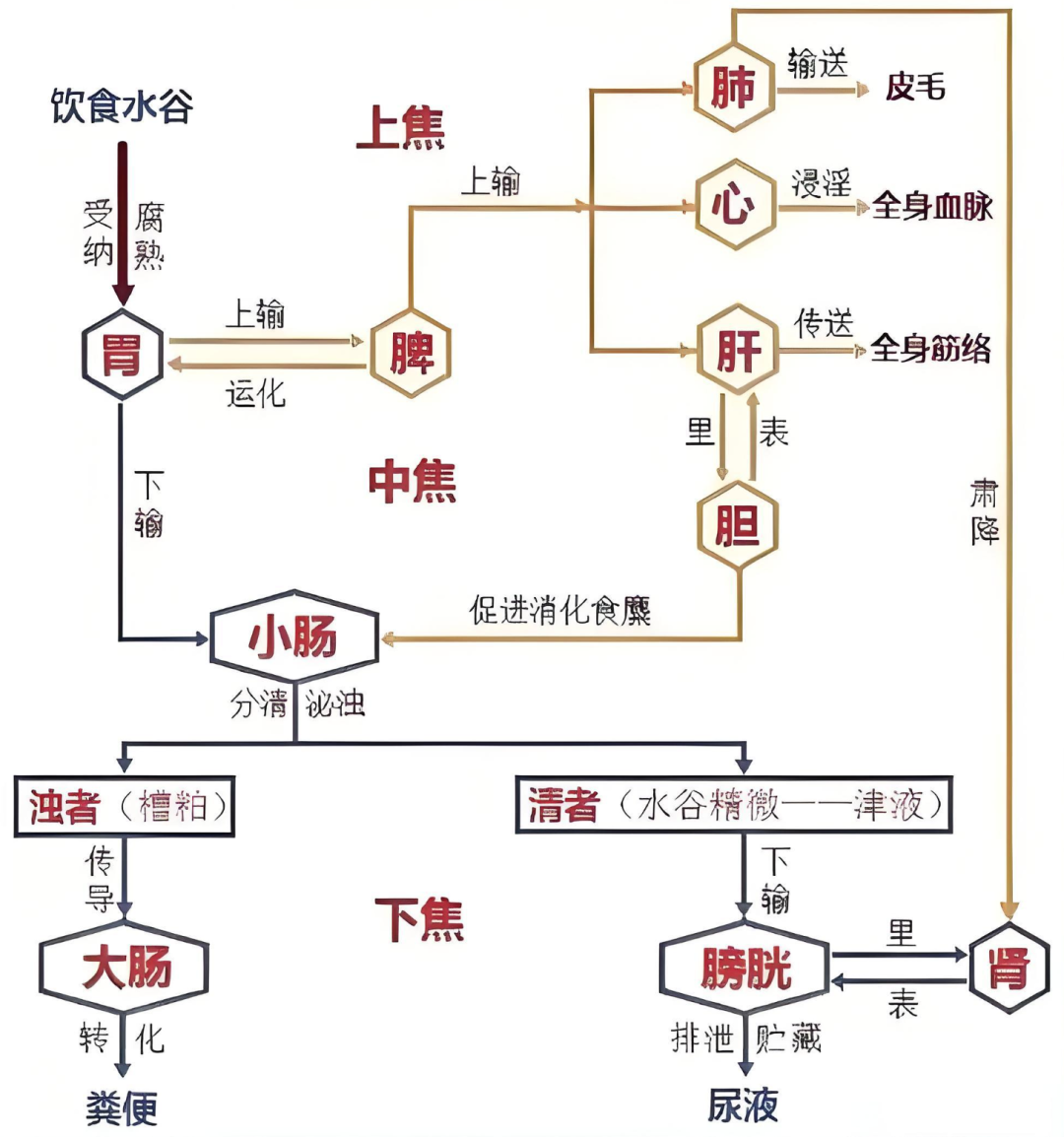 The Concept of Body Fluids in Traditional Chinese Medicine