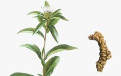 Cang Zhu (Atractylodes) - Drying Dampness, Strengthening the Spleen, and Treating Damp Bi