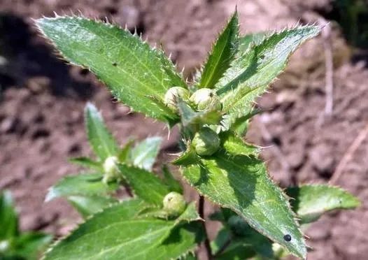 Transforming Dampness: The Role of Cang Zhu (Atractylodes lancea) in Traditional Chinese Medicine