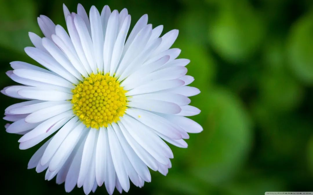 Treating Exogenous Diseases: Wind-Cold, Wind-Heat, and Summer-Dampness - Dispelling Pathogens, Promoting Diuresis, and Supporting the Zheng Qi