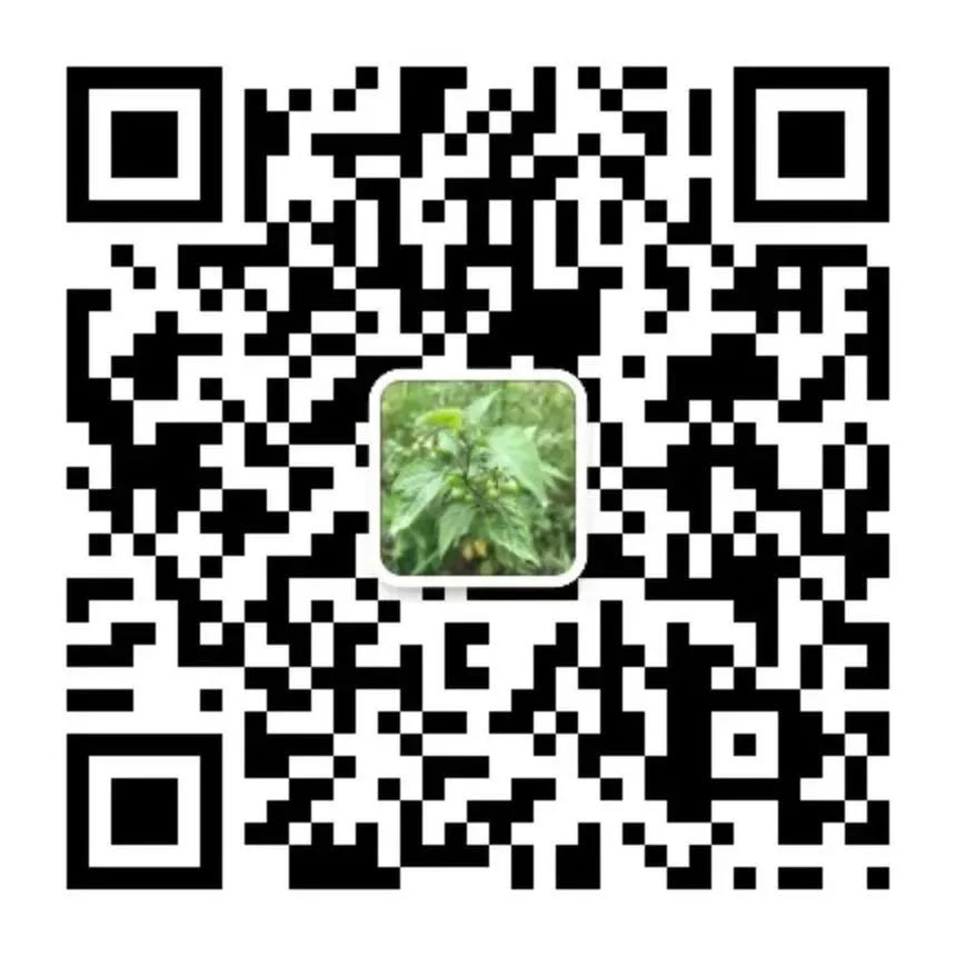 Folk Herbal Medicine: Wason (Sedum)