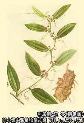 The Efficacy and Functions of Poria (Fu Ling)