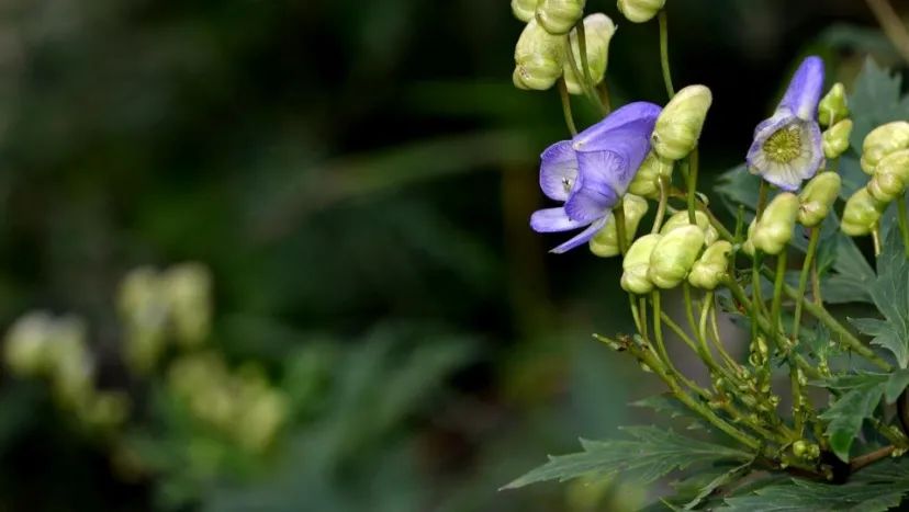 Aconite (Fu Zi) - Properties, Uses, and Preparation in Traditional Chinese Medicine