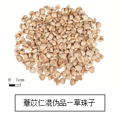 The Efficacy and Consumption Methods of Coix Seed (Yi Yi Ren)