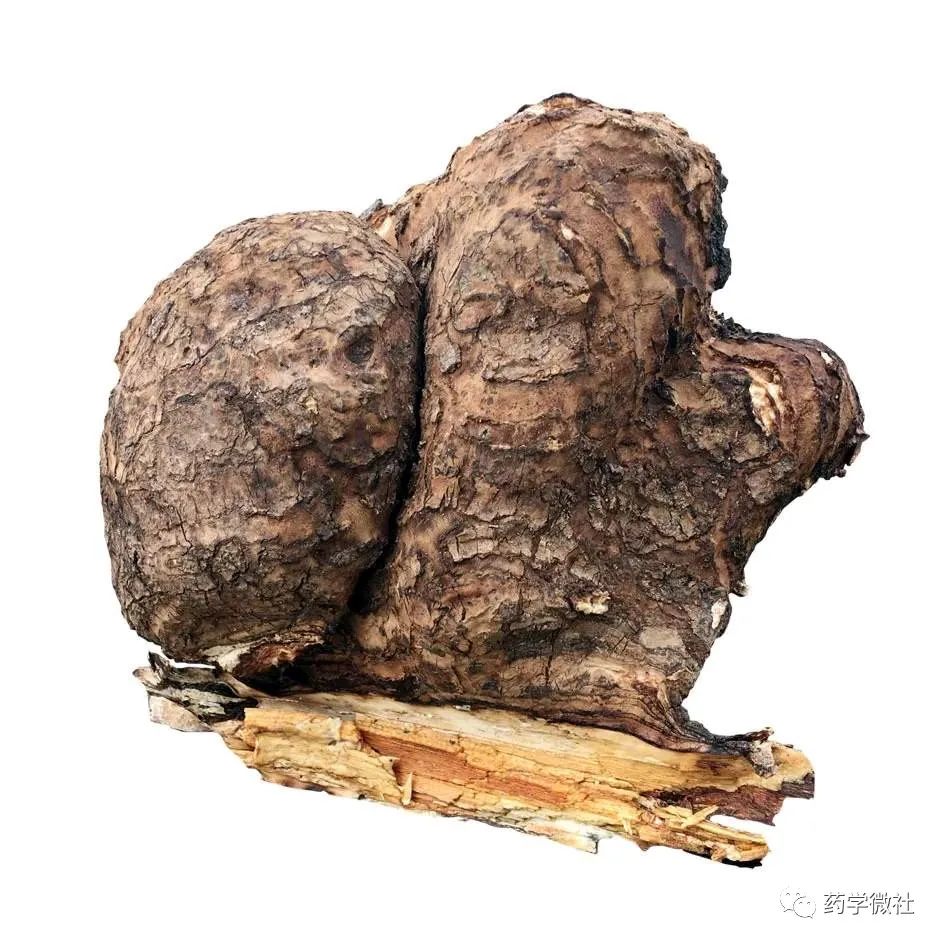 Cultivation and Management of Poria Cocos