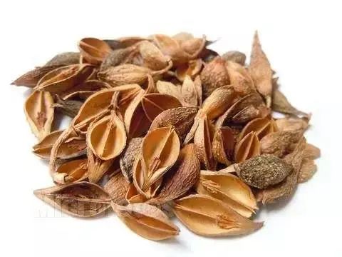 Lian Qiao (Forsythia) - A Comprehensive Overview