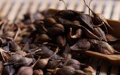 Understanding the Medicinal Properties of Lianqiao (Forsythia Suspensa)