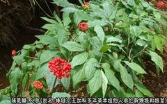 Traditional Chinese Medicine: Ginseng