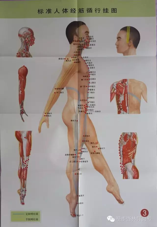 The Twelve Meridians and Their Corresponding Muscles