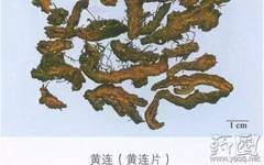 Understanding Huang Lian: A Comprehensive Overview of Coptis
