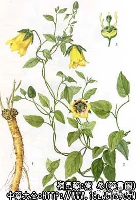 The Efficacy and Functions of Codonopsis (Dang Shen)