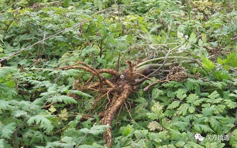 The Efficacy, Functions, and Related Information of Angelica Sinensis (Dang Gui)