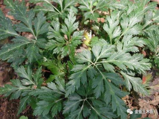 Daily Herb: Huang Lian (Coptis Chinensis)