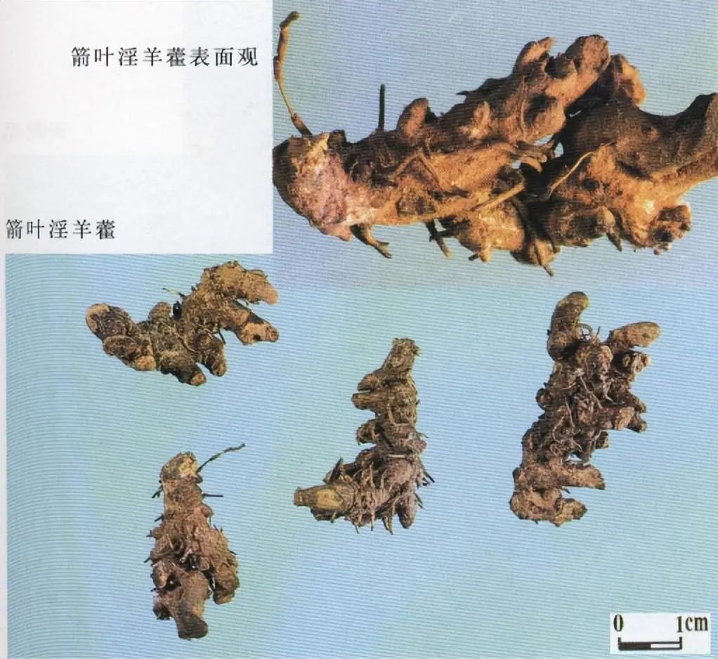 Identification of the Chinese Herbal Medicine Huanglian