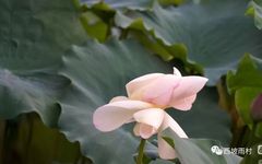 Traditional Chinese Medicine Treatment Principles (Part II): Supporting the Right Qi and Expelling Pathogenic Factors