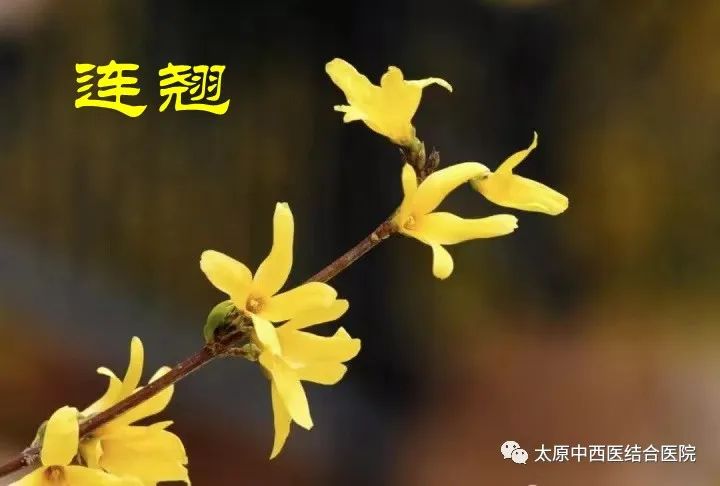 Understanding Lian Qiao (Forsythia) in Daily Life