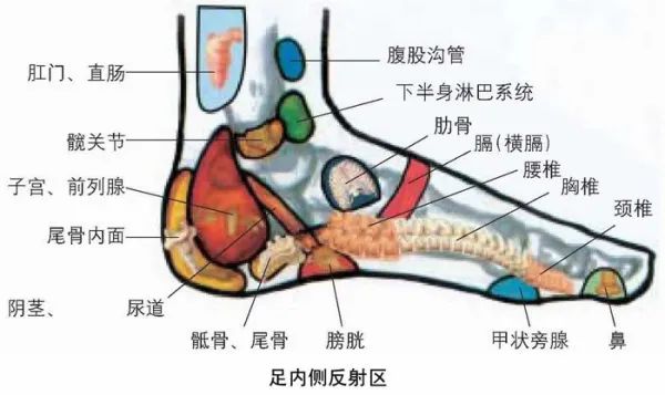 Comprehensive Guide to Holographic Diagnosis in Traditional Chinese Medicine