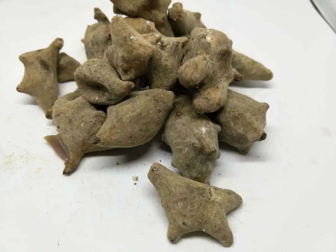 The Compatibility of Fuzi (Aconite)