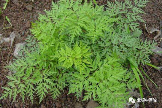 Chuanxiong (Rhizoma Chuanxiong) - A Comprehensive Overview