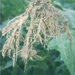 Folk Herbal Medicine: Cucumber Root