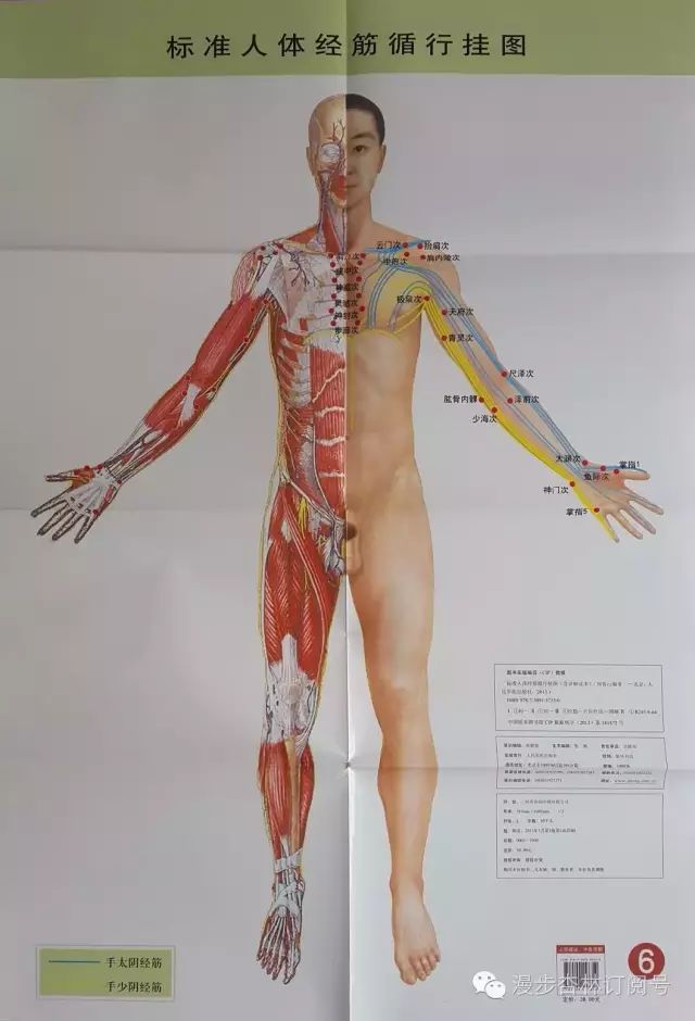 The Twelve Meridians and Their Corresponding Muscles