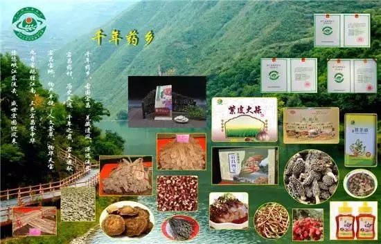 Angelica Sinensis: The Best from Dangzhou