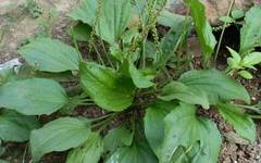 Illustrated Guide to 50 Common Medicinal Herbs in Rural Areas