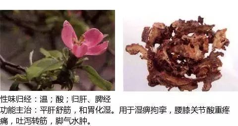 500 Illustrations of Chinese Medicinal Herbs with Efficacy and Indications (Part 1)
