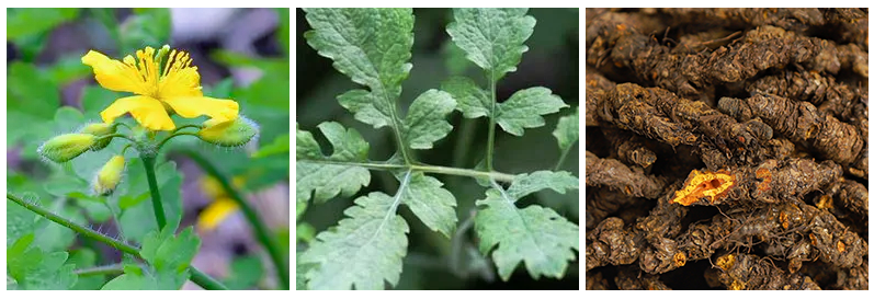 Traditional Chinese Medicine and Health Preservation in the Compendium of Materia Medica
