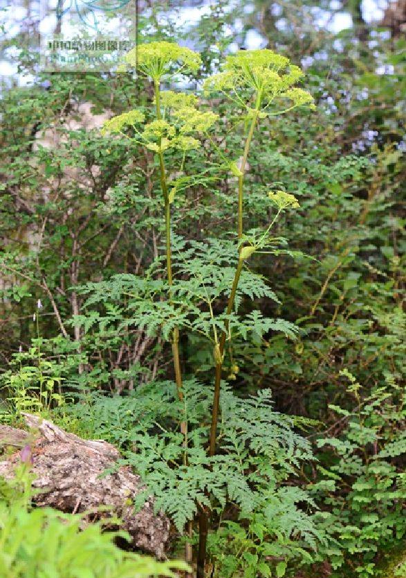 The Story of Bencao Gangmu: Using Qiang Huo to Expel Wind and Disperse Cold