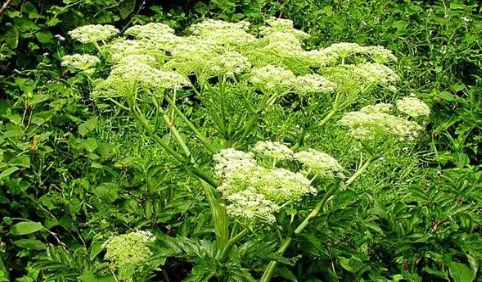 Daily Learning of a Chinese Herb: Angelica Sinensis
