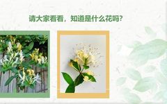 The Past and Present of Honeysuckle (Jin Yin Hua)