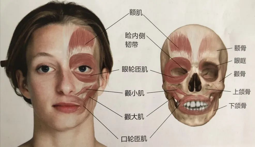 Acupuncture for Managing Facial Muscle Spasms