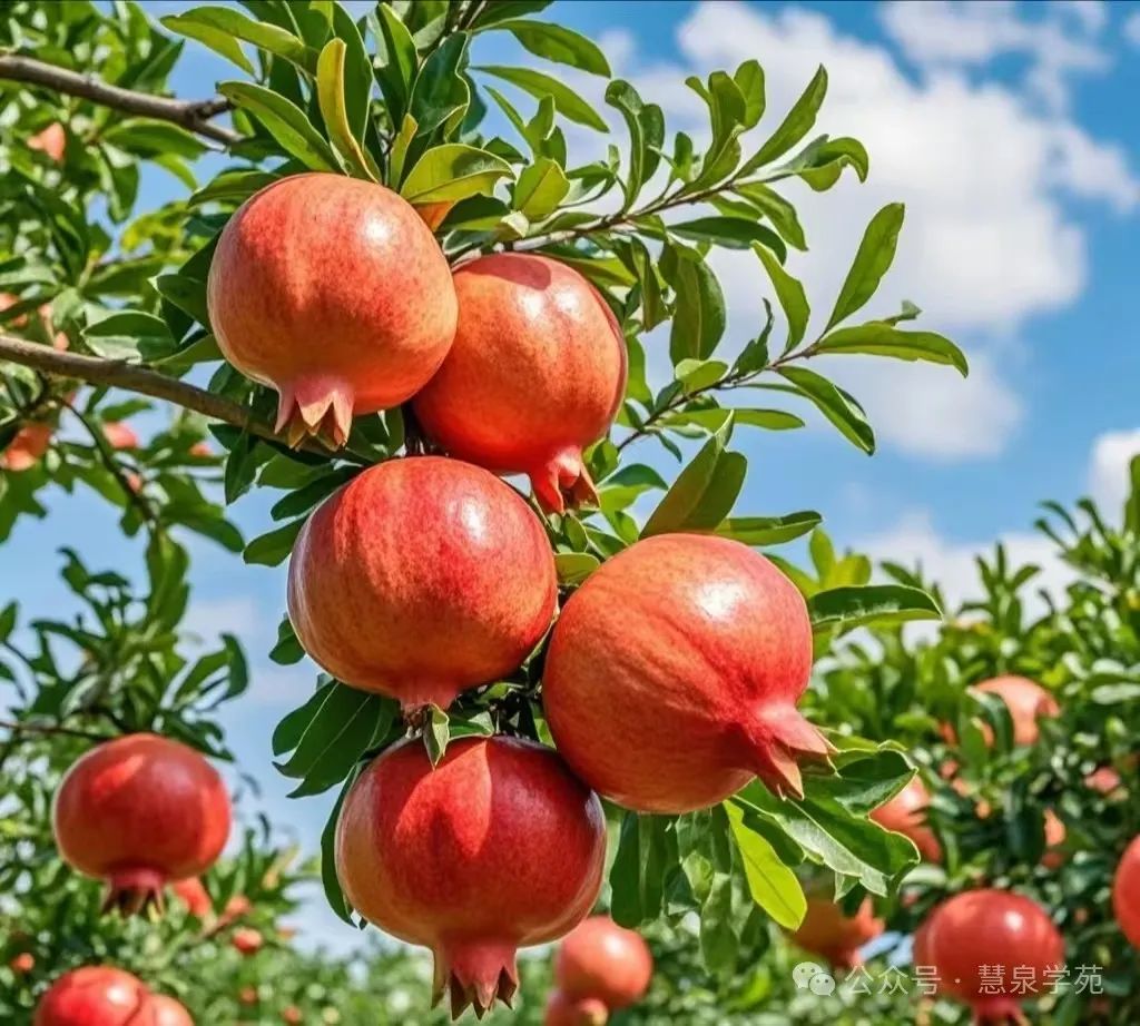 The Wisdom of Health Preservation in the Huangdi Neijing: A Must-Read for Health