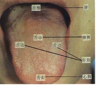 62 High-Definition Tongue Diagnosis Charts with Illustrations (Collector's Edition)