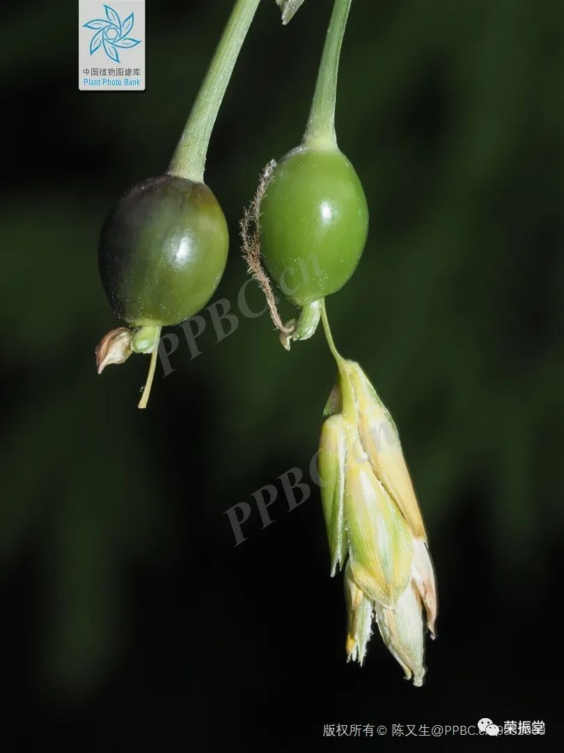 A Detailed Discussion on Coix Seed (Yi Yi Ren)