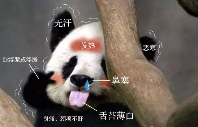 Traditional Chinese Medicine Insights: Differentiating Between Wind-Cold and Wind-Heat in Common Colds
