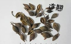 Lian Qiao (Forsythia Fruit) - A Comprehensive Overview