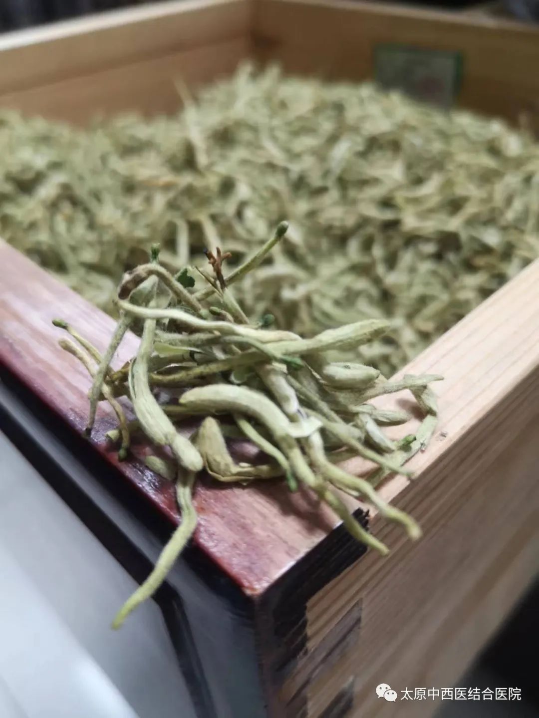 Honeysuckle: A Traditional Chinese Medicine Perspective