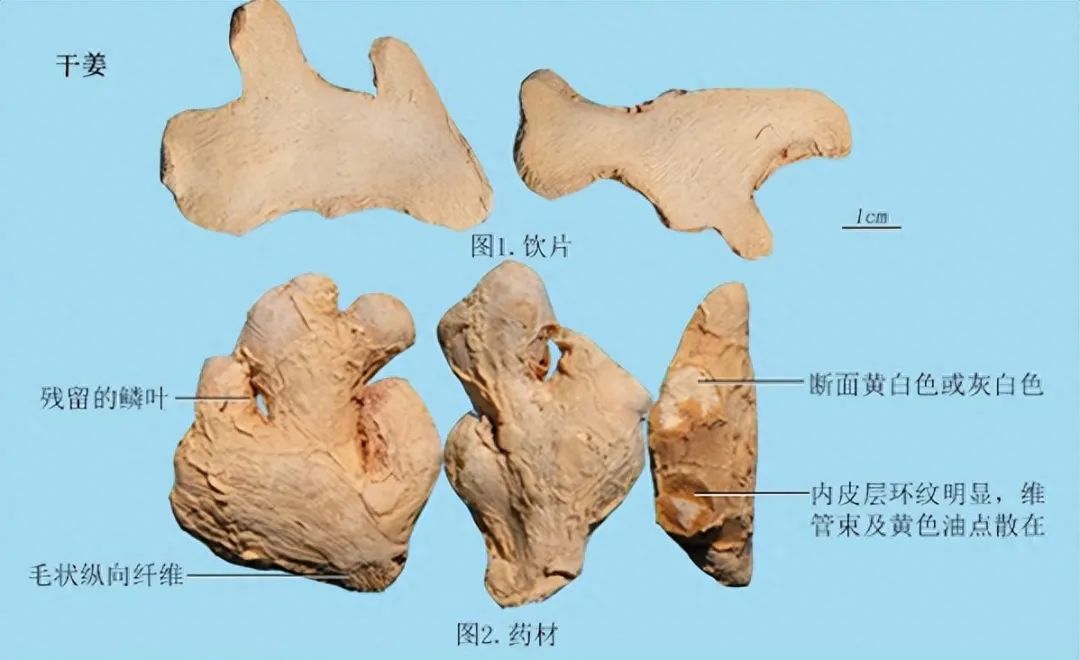 Identification of Dried Ginger (Gan Jiang)