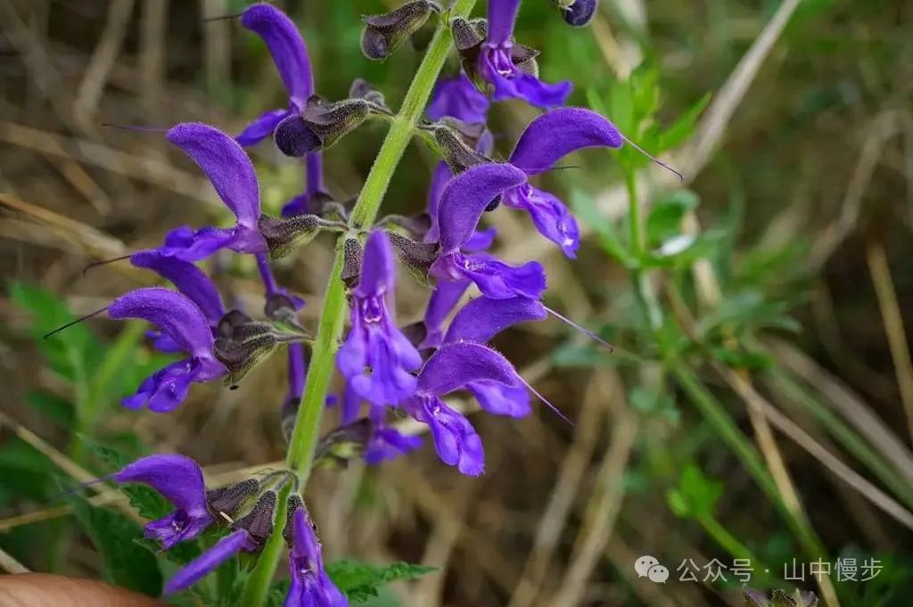 A Story Behind Each Herb: Dan Shen - The 'Vascular Cleaner' That Melts Stagnation Like Spring Water