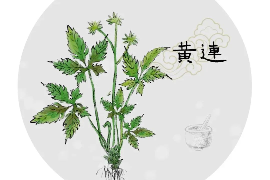 Huang Lian: Bitter and Effective for Clearing Heat and Treating Dysentery