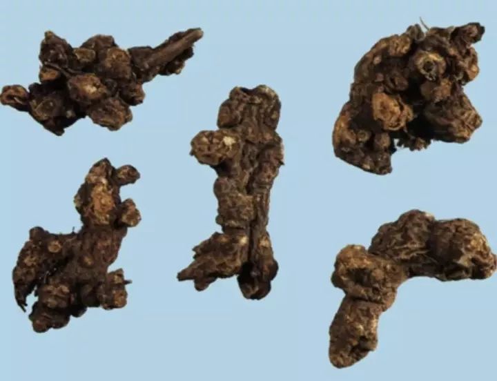Learning About Traditional Chinese Medicine: Atractylodes (Cang Zhu)