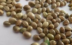 The Efficacy and Functions of Huoma Ren: Blood Deficiency and Fluid Deficiency, Dry Intestines and Constipation