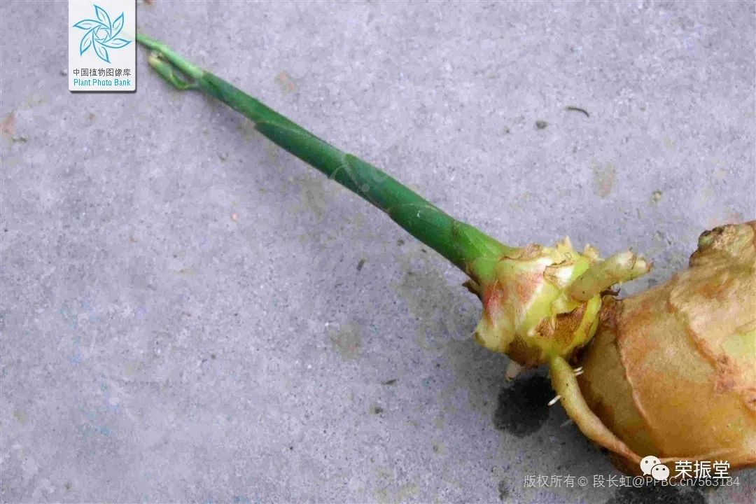 A Detailed Discussion on Chinese Medicine | Dried Ginger