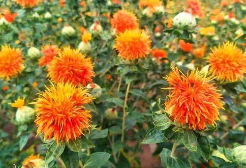 Weekly Herb Spotlight | Safflower